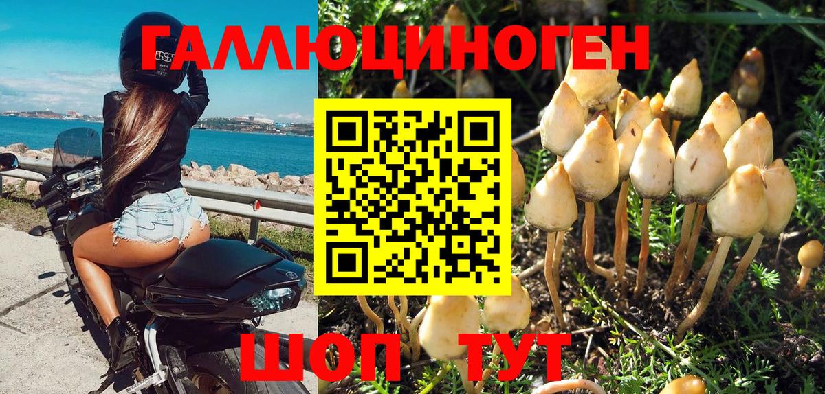 Псилоцибиновые грибы GOLDEN TEACHER  продажа наркотиков  Гатчина  Вход с VPN 